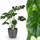 Monstera Deliciosa – Planta de hoyo | Tamaño grande, Maceta 21 cm
