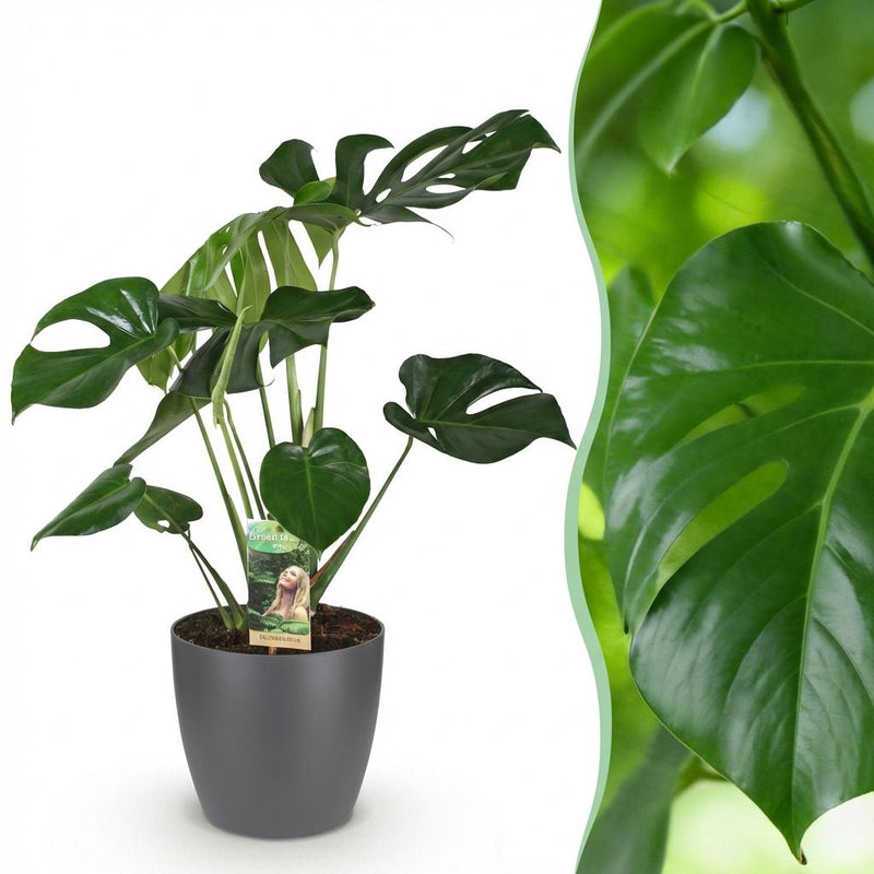 Monstera Deliciosa – Planta de hoyo | Tamaño grande, Maceta 21 cm