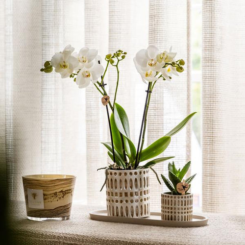Set Le Chic – Orquídea y suculenta Phalaenopsis Amabilis blanca | Bandeja orgánica crema