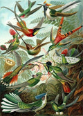 Pintura por números - Todos los pájaros