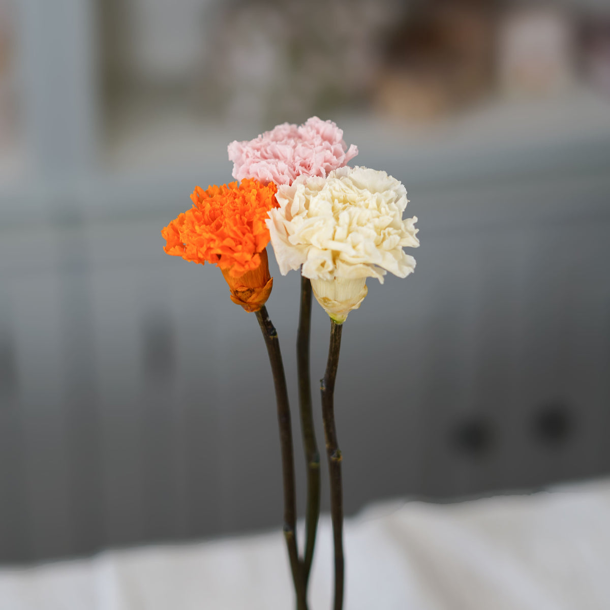 Oeillet Stabilisé Rose Pâle