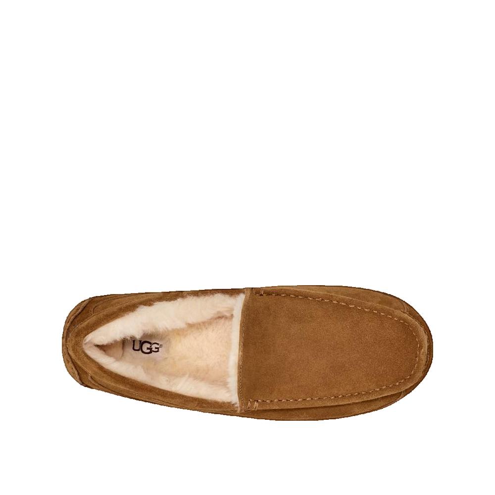 Ascot Slippers - Brown