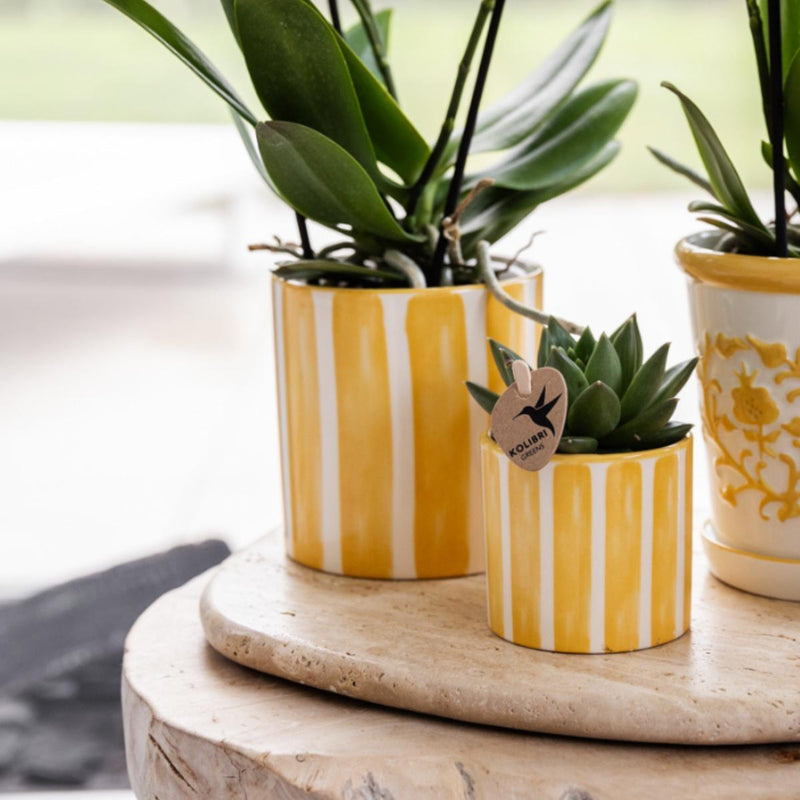 Set de regalo Mediterranean Sunset – Lausana Phalaenopsis Orquídeas y suculentas | Macetas de cerámica incluidas.