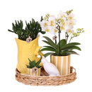 Set de regalo Mediterranean Sunset – Lausana Phalaenopsis Orquídeas y suculentas | Macetas de cerámica incluidas.