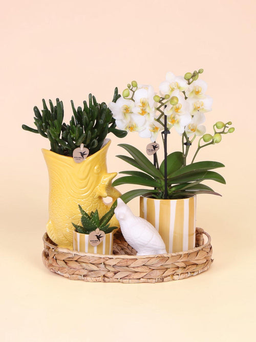 Set de regalo Mediterranean Sunset – Lausana Phalaenopsis Orquídeas y suculentas | Macetas de cerámica incluidas.