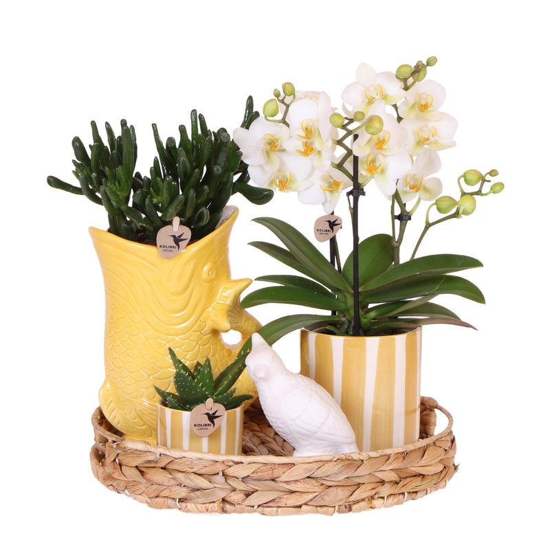 Set de regalo Mediterranean Sunset – Lausana Phalaenopsis Orquídeas y suculentas | Macetas de cerámica incluidas.