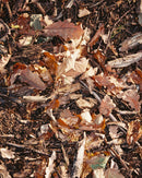 149 Bougie Parfumée - Chêne Noir - 260G