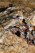 Bañador Falcon Botanique - Caramel