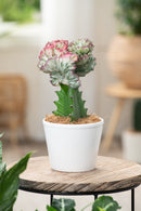 Mix De 2 Euphorbia Lactea Cactus - Plantes D'Intérieur