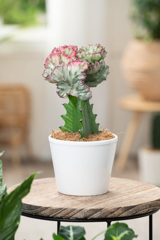 Mix De 2 Euphorbia Lactea Cactus - Plantes D'Intérieur