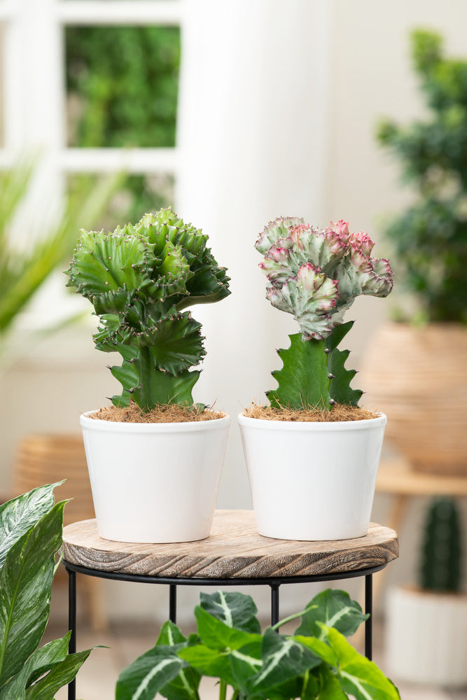 Mix De 2 Euphorbia Lactea Cactus - Plantes D'Intérieur