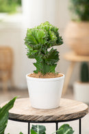 Mix De 2 Euphorbia Lactea Cactus - Plantes D'Intérieur