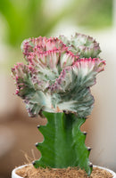 Mix De 2 Euphorbia Lactea Cactus - Plantes D'Intérieur