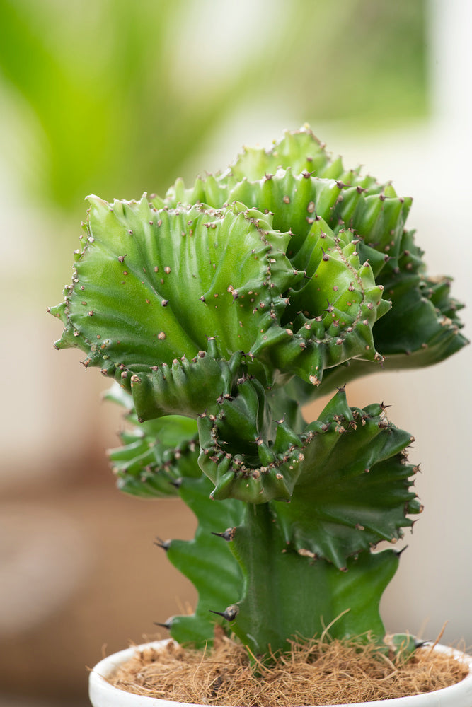 Mix De 2 Euphorbia Lactea Cactus - Plantes D'Intérieur
