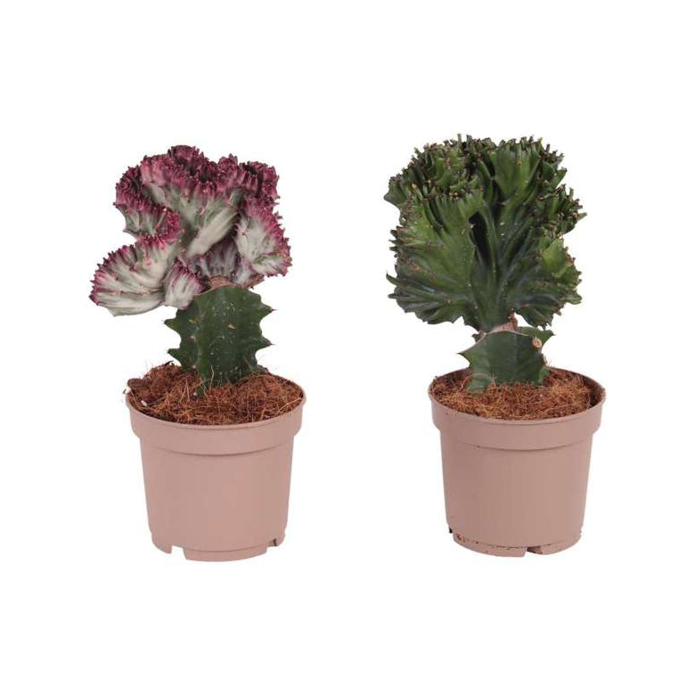 Mix De 2 Euphorbia Lactea Cactus - Plantes D'Intérieur