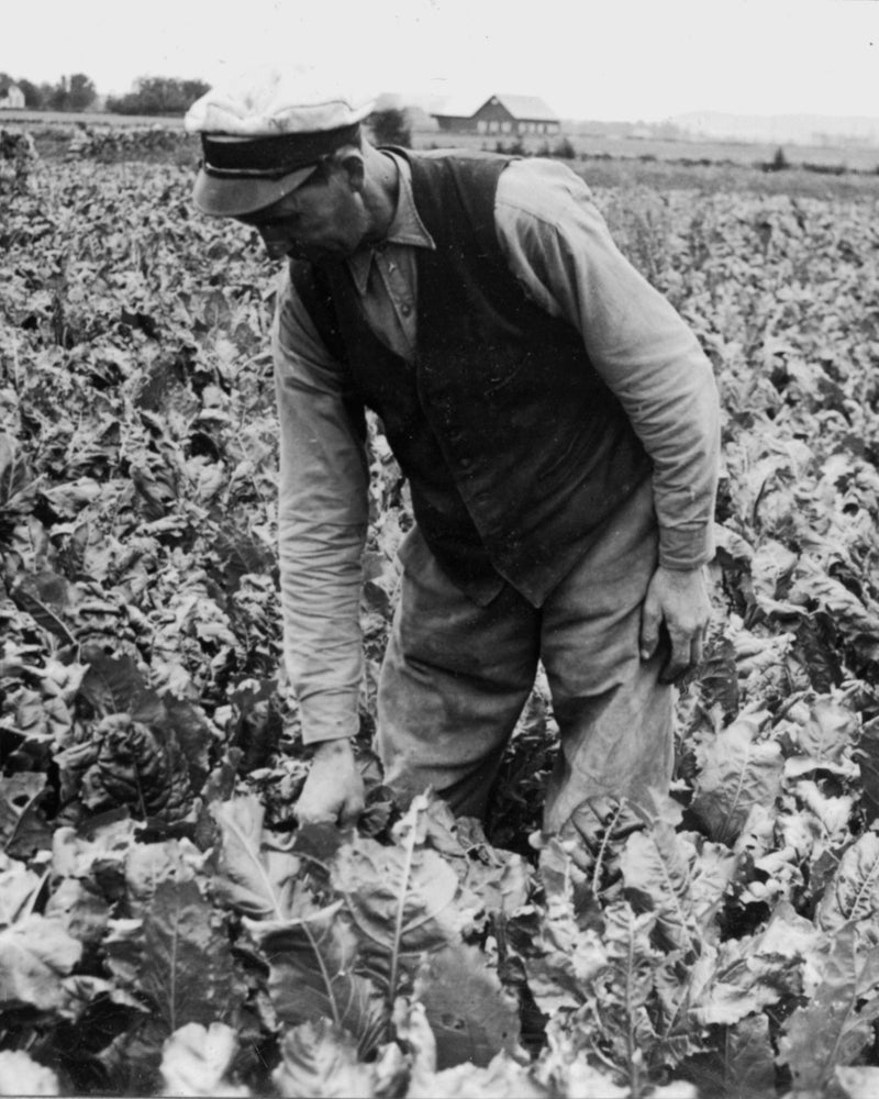 153 Bougie Parfumée - Tabac - 260G