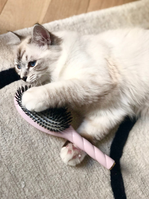 Brosse à cheveux poils de sanglier rose et chat