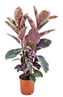 Ficus À Caoutchouc XL - Plantes D'Intérieur - Perfect Plant - The Bradery