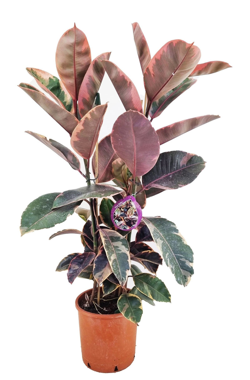 Ficus À Caoutchouc XL - Plantes D'Intérieur - Perfect Plant - The Bradery