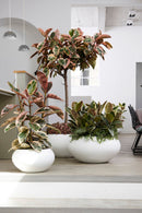 Ficus À Caoutchouc XL - Plantes D'Intérieur - Perfect Plant - The Bradery
