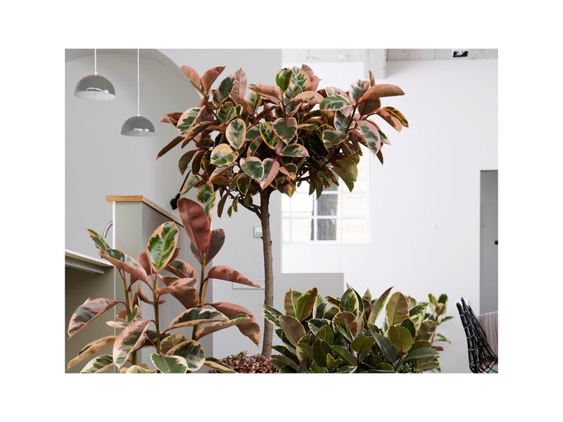 Ficus À Caoutchouc XL - Plantes D'Intérieur - Perfect Plant - The Bradery