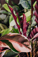 Ficus À Caoutchouc XL - Plantes D'Intérieur - Perfect Plant - The Bradery