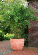 Perfect Plant Pack De 3 Plantas De Bambú Verde - Plantas De Exterior - - The Bradery
