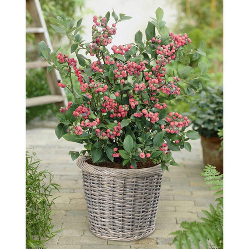 Mélange de Baies - Lot de 4 Agrumes Et Arbres Fruitiers Perfect Plant