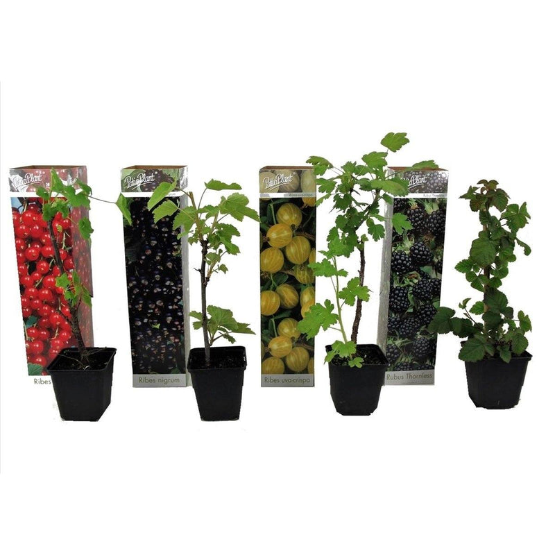 Mélange de Baies - Lot de 4 Agrumes Et Arbres Fruitiers Perfect Plant