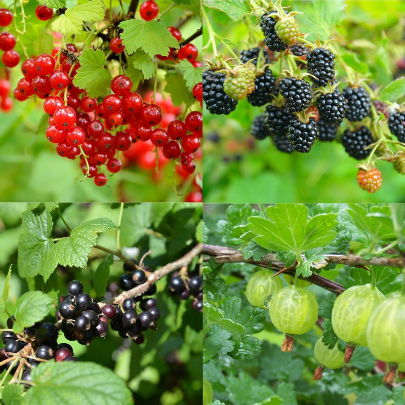 Mélange de Baies - Lot de 4 Agrumes Et Arbres Fruitiers Perfect Plant