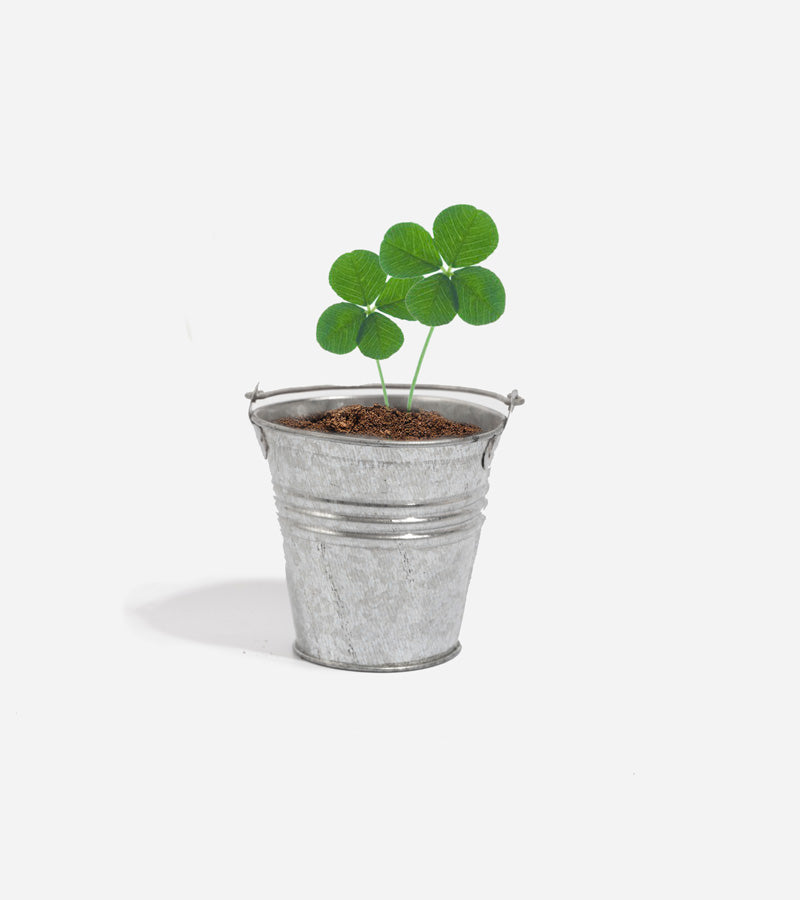 4-leaf clover to grow